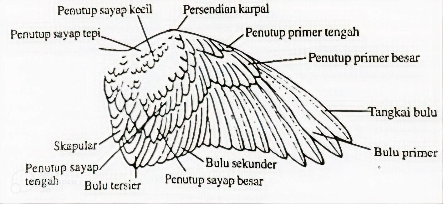 Sayap Burung